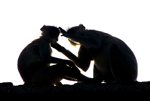 Silhouette of two monkeys sitting close together against a white background, one touching the other's head.