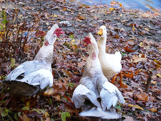 Photo of three white geese standing on ground covered with fallen autumn leaves.