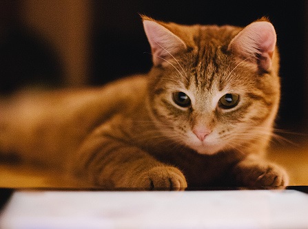 Close-up photograph of an orange tabby kitten with its head resting on its paws.