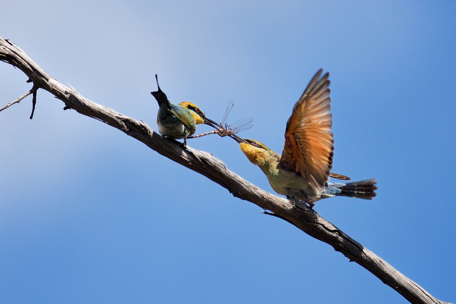 Photograph of two rainbow bee-eaters on a branch against a blue sky; one passes a dragonfly to the other, which spreads orange wings.