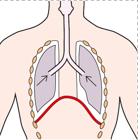Simplified chest diagram with lungs, ribs and an arched red diaphragm; arrows point inward within the lungs.