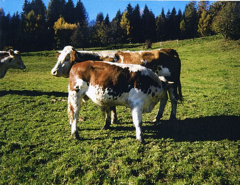 Photograph of a brown-and-white cow with a calf standing in a meadow in front of trees.