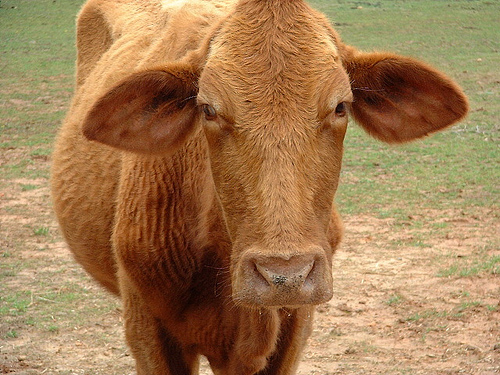 Close photograph of the head of a light brown cow facing the camera.
