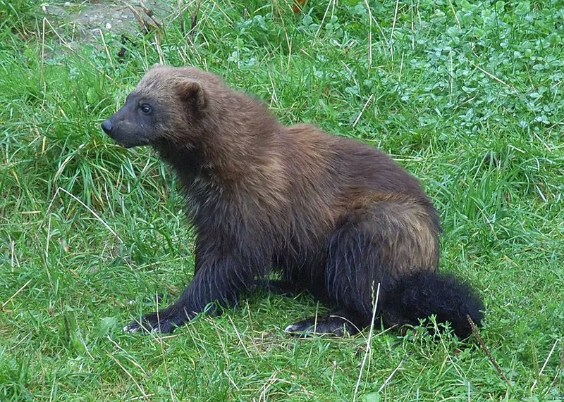 Photograph of a stocky dark-brown animal with a long bushy tail sitting on grass, seen from the side.