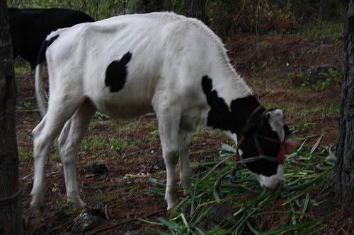 Photograph of a white calf with black patches grazing.