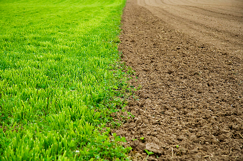 Photograph of a field divided down the middle: green grass on the left and ploughed brown soil on the right.